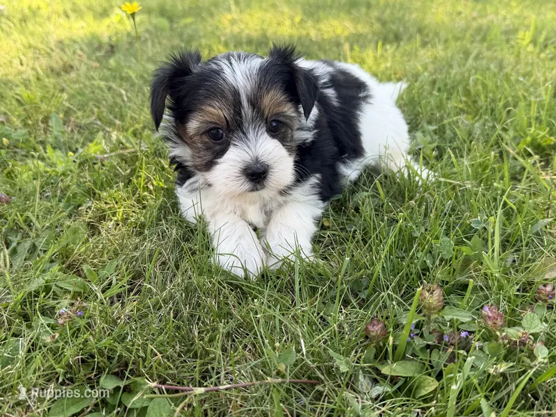 Hoyt – Yorkshire Terrier, Poodle - Toy  puppy for sale in Rogers City, MI