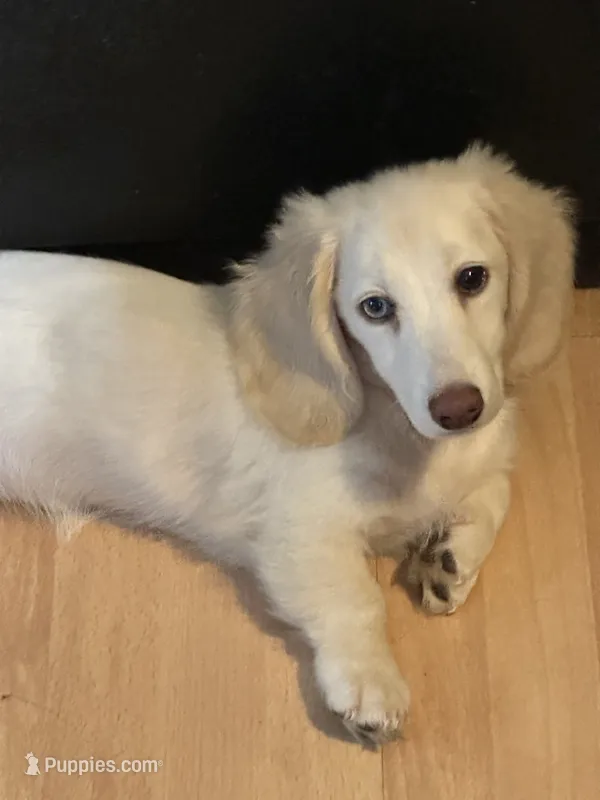 Daisy Mae  – Miniature Dachshund puppy for sale in Rogers City, MI