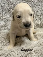 Copper, a male Golden Retriever for sale in Rogers City, MI – 1 of 1