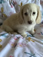 Daisy, a female Miniature Dachshund for sale in Rogers City, MI – 2 of 4