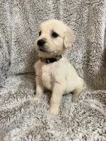 Bo, a male Golden Retriever for sale in Rogers City, MI – 3 of 5