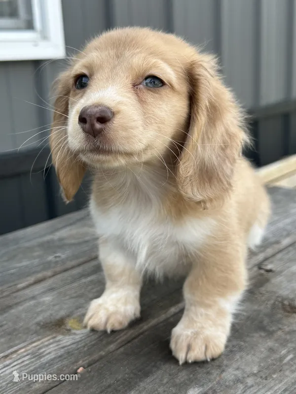 Sadie – Miniature Dachshund puppy for sale in Rogers City, MI