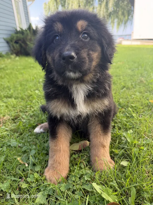 Chevy – German Shepherd Dog, Bernese Mountain Dog puppy for sale in Rogers City, MI