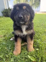 Chevy, a male German Shepherd Dog and Bernese Mountain Dog for sale in Rogers City, MI – 1 of 1