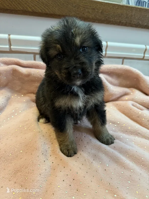 Dash – German Shepherd Dog, Bernese Mountain Dog puppy for sale in Rogers City, MI