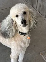 Willy, a male Poodle - Standard  for sale in Rogers City, MI – Photo 1 of 3