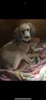Willy, a male Poodle - Standard  for sale in Rogers City, MI – Photo 2 of 3