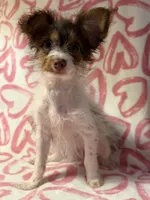 Bella, a female Yorkshire Terrier and Poodle - Toy  for sale in Rogers City, MI – 1 of 2