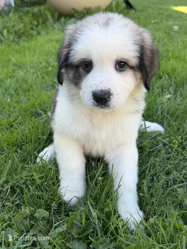 Grizzly  – German Shepherd Dog, Bernese Mountain Dog puppy for sale in Rogers City, MI