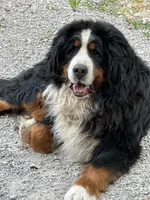 Willow , a female German Shepherd Dog and Bernese Mountain Dog for sale in Rogers City, MI – 2 of 3