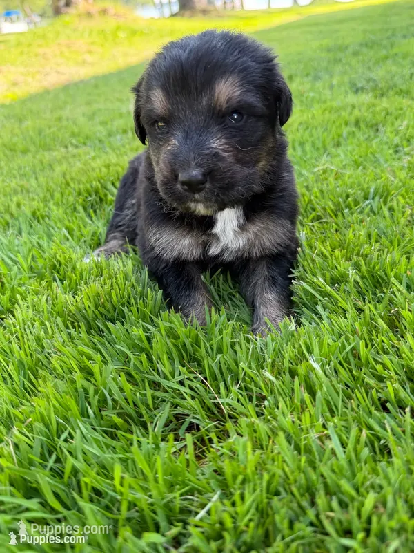 Miles  – German Shepherd Dog, Bernese Mountain Dog puppy for sale in Rogers City, MI