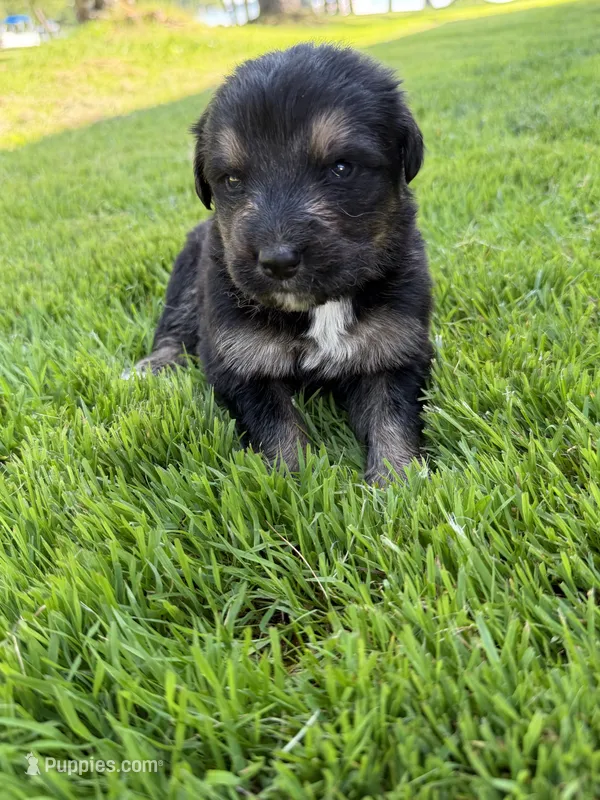Miles  – German Shepherd Dog, Bernese Mountain Dog puppy for sale in Rogers City, MI