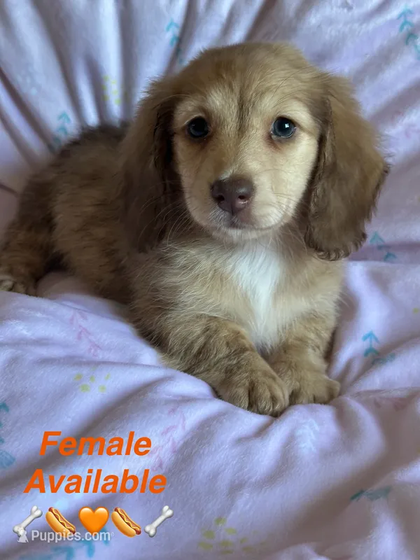 Summer – Miniature Dachshund puppy for sale in Rogers City, MI