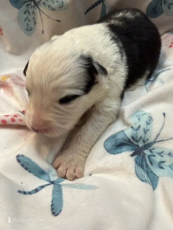 Willow  – German Shepherd Dog, Bernese Mountain Dog puppy for sale in Rogers City, MI