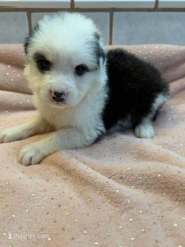 Willow  – German Shepherd Dog, Bernese Mountain Dog puppy for sale in Rogers City, MI