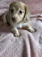 Sadie, a female Miniature Dachshund for sale in Rogers City, MI – 3 of 3