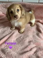 Sadie, a female Miniature Dachshund for sale in Rogers City, MI – 1 of 3