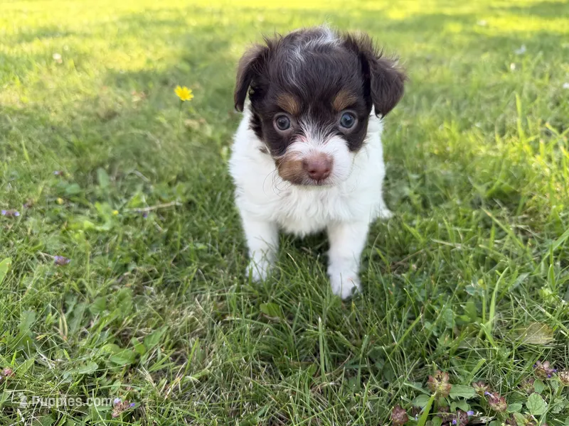 Hannah  – Yorkshire Terrier, Poodle - Toy  puppy for sale in Rogers City, MI