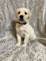 Cedar, a female Golden Retriever for sale in Rogers City, MI – 2 of 2
