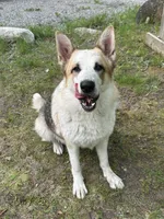 Vixen, a female German Shepherd Dog for sale in Rogers City, MI – Photo 1 of 5