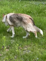 Vixen, a female German Shepherd Dog for sale in Rogers City, MI – Photo 3 of 5