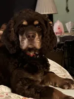 Kenzie, a female Cocker Spaniel for sale in Rogers City, MI – Photo 1 of 2