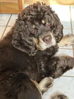 Kenzie, a female Cocker Spaniel for sale in Rogers City, MI – Photo 2 of 2