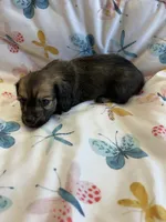 Saxton, a male Miniature Dachshund for sale in Rogers City, MI – Photo 3 of 4