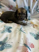 Saxton, a male Miniature Dachshund for sale in Rogers City, MI – Photo 4 of 4