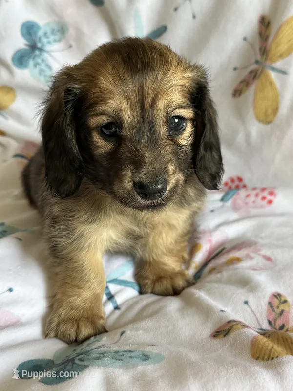Saxton – Miniature Dachshund puppy for sale in Rogers City, MI