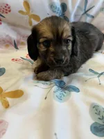 Saxton, a male Miniature Dachshund for sale in Rogers City, MI – Photo 2 of 4