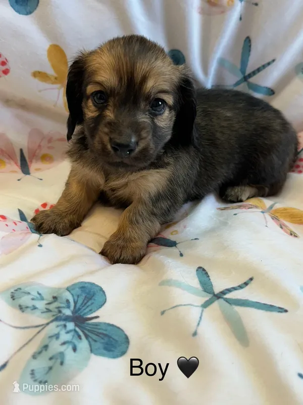 Saxton – Miniature Dachshund puppy for sale in Rogers City, MI