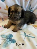 Saxton, a male Miniature Dachshund for sale in Rogers City, MI – Photo 1 of 4
