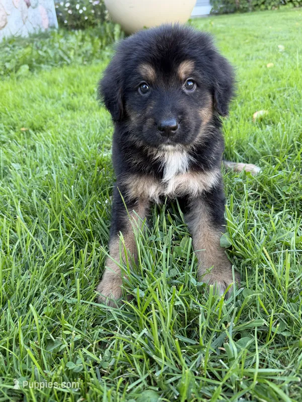 Miles  – German Shepherd Dog, Bernese Mountain Dog puppy for sale in Rogers City, MI