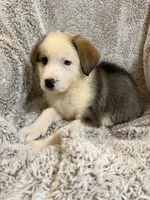 Lennox, a male German Shepherd Dog and Bernese Mountain Dog for sale in Rogers City, MI – 3 of 3
