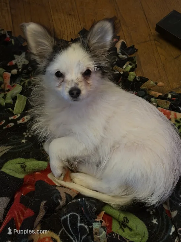 Bella – Pomapoo, Yorkshire Terrier puppy for sale in Rogers City, MI