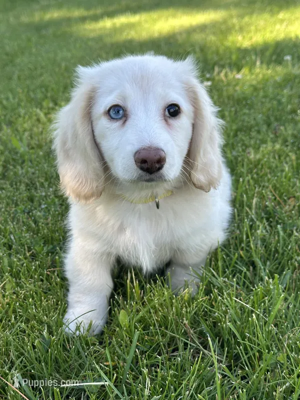 Daisy – Miniature Dachshund puppy for sale in Rogers City, MI