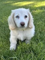 Daisy reduced, a female Miniature Dachshund for sale in Rogers City, MI – 1 of 5