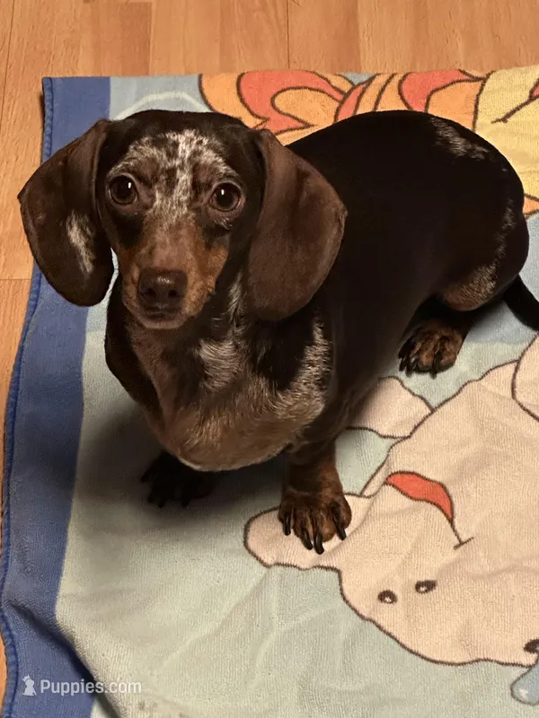 Bean – Miniature Dachshund puppy for sale in Rogers City, MI