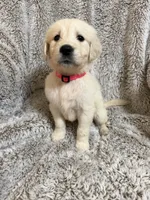 Rainy, a female Golden Retriever for sale in Rogers City, MI – 2 of 2
