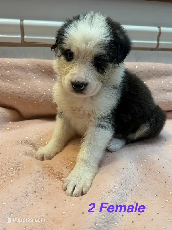 Nadia – German Shepherd Dog, Bernese Mountain Dog puppy for sale in Rogers City, MI