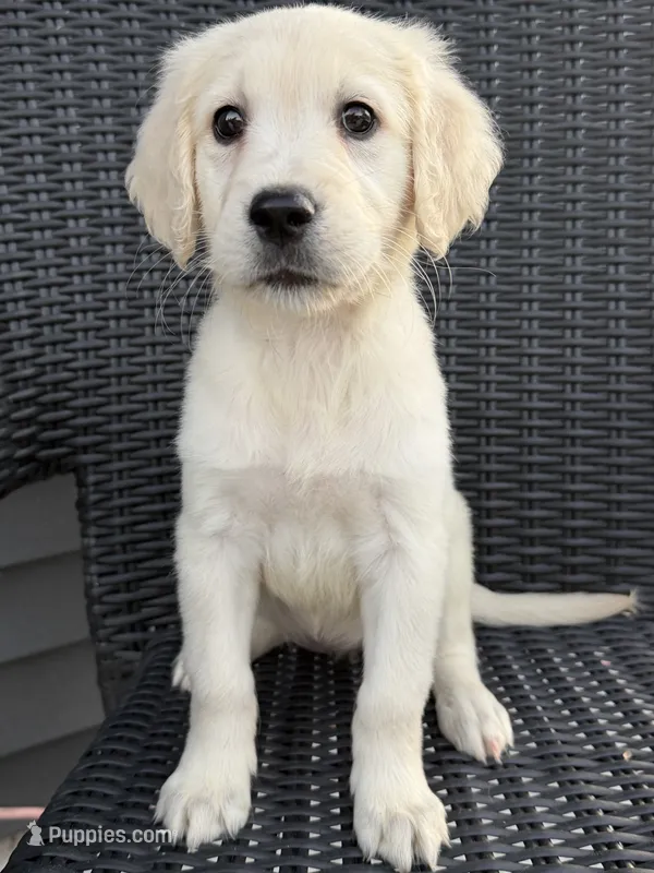 Cedar – Golden Retriever puppy for sale in Rogers City, MI