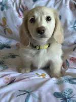 Daisy, a female Miniature Dachshund for sale in Rogers City, MI – 1 of 4