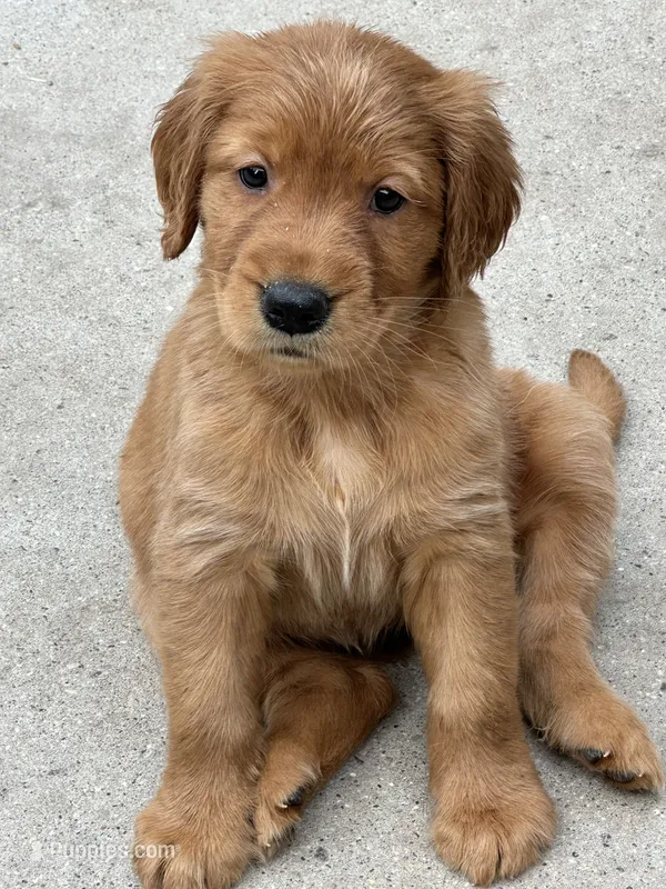 Mazie, a  Golden Retriever for sale in Rogers City, MI – 1 of 1