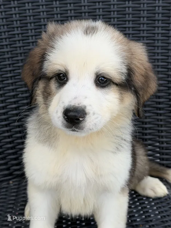 Grizzly  – German Shepherd Dog, Bernese Mountain Dog puppy for sale in Rogers City, MI
