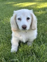 Daisy reduced, a female Miniature Dachshund for sale in Rogers City, MI – 4 of 5