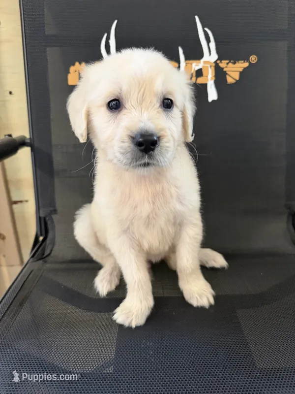 Spike – Golden Retriever puppy for sale in Rogers City, MI