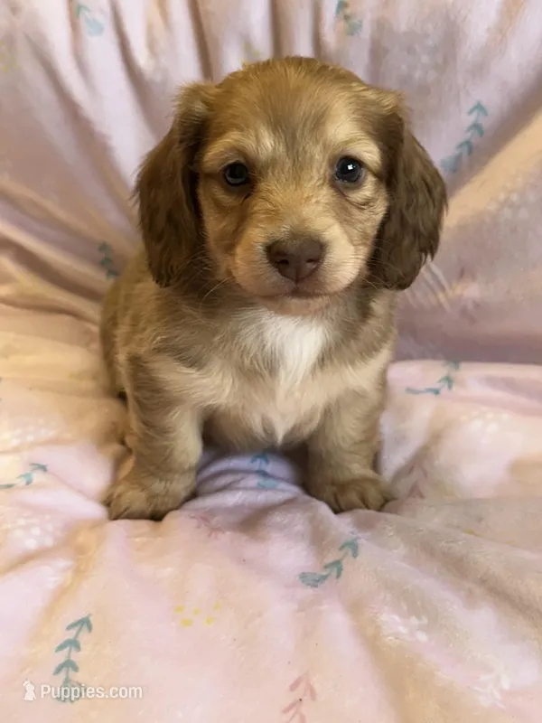 Summer – Miniature Dachshund puppy for sale in Rogers City, MI
