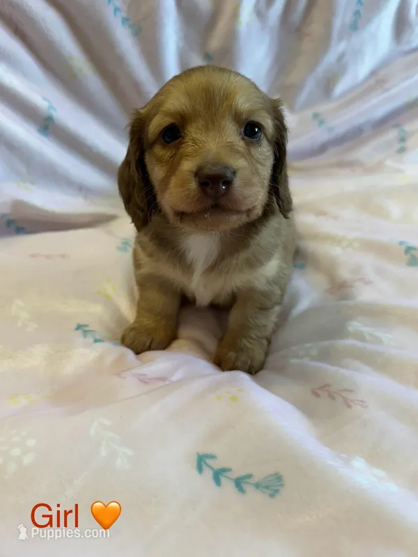 Summer – Miniature Dachshund puppy for sale in Rogers City, MI