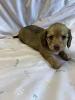 Summer, a female Miniature Dachshund for sale in Rogers City, MI – Photo 2 of 4